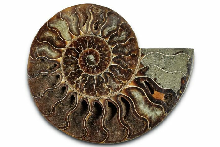 Cut & Polished Ammonite Fossil (Half) - Madagascar #329173